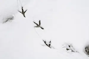 Wood Pigeon (Columba palumbus) footprints on snow in garden, Sowerby, North Yorkshire, England, January