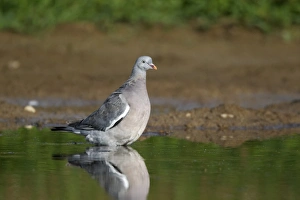 Pigeon Prints: Wood Pigeon (Columba palumbus) immature