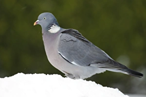 Wood Pigeon (Columbus palumbus) adult, standing in snow covered garden, Chirnside, Berwickshire, Scotland, december