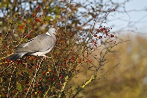 Wood Pigeon (Columbus palumbus) adult, feeding on Common Hawthorn (Crataegus monogyna) berries in hedgerow, Dorset, England, november