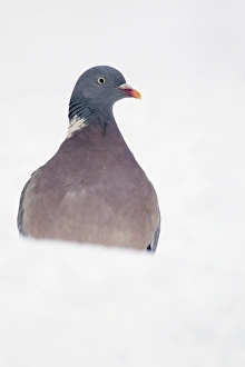 Wood Pigeon (Columbus palumbus) adult, standing in snow covered garden, Chirnside, Berwickshire, Scotland, december