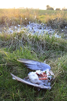 Woodpigeons Prints: Wood Pigeon (Columbus palumbus) dead adult