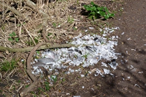 Pigeon Prints: Wood pigeon dead adult, killed, plucked and eaten by raptor