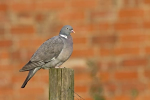 Wood Pigeon on fencing post with red brick wall behind