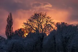 Wintry Prints: Wood pigeons roost on snow covered trees as the winter sun sets