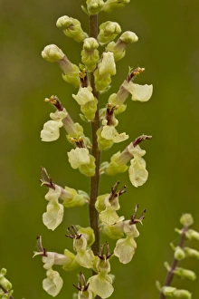 Lamiaceae Prints: Wood Sage (Teucrium scorodonia) close-up of flowers, Dorset, England, July