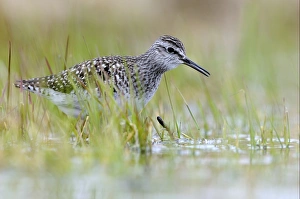 Sandpiper Prints: Wood Sandpiper (Tringa glareola) adult