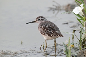 Wood Sandpiper (Tringa glareola) adult, standing in shallow water, Long Valley, Hong Kong, China, october