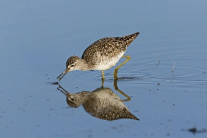 Shallows Prints: Wood Sandpiper (Tringa glareola) adult