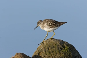Wood Sandpiper (Tringa glareola) adult, walking across rocks, Suffolk, England, May