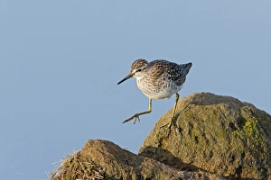 Wood Sandpiper (Tringa glareola) adult, walking across rocks, Suffolk, England, May