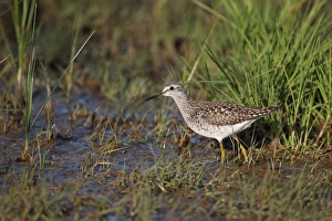 Wood Sandpiper (Tringa glareola) adult, breeding plumage, wading in shallow water, Lesvos, Aegean, Greece, April
