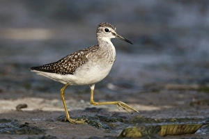 Wood Sandpiper (Tringa glareola) adult, non-breeding plumage, walking on dry drainage channel bank, Hong Kong, China