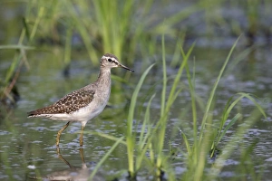Wood Sandpiper (Tringa glareola) adult, non-breeding plumage, walking in shallow water, Hong Kong, China, October