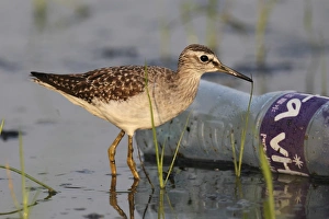 Wood Sandpiper (Tringa glareola) adult, non-breeding plumage, standing in shallow water beside plastic bottle
