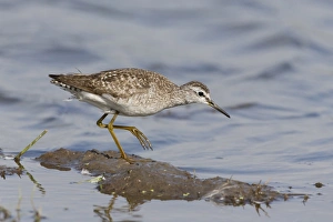 Wood Sandpiper (Tringa glareola) adult, walking on mud at edge of water, Suffolk, England, August
