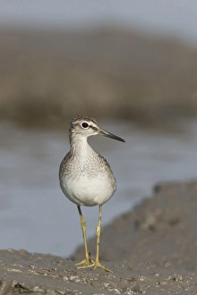 Wood Sandpiper (Tringa glareola) juvenile, standing on mud at edge of water, Suffolk, England, September