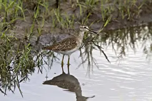 Glareola Prints: Wood Sandpiper a winter visitor the the Okavango Delta Botswana