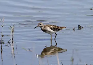 Wood Sandpiper a winter visitor the the Okavango Delta Botswana