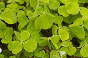 Colour Prints: Wood Sorrel (Oxalis acetosella) close-up of leaves, Powys, Wales, May