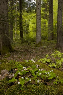 Bulgarian Prints: Wood Sorrel (Oxalis acetosella) flowering
