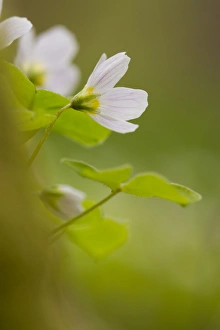 Wood Sorrel (Oxalis acetosella) flowering, Powys, Wales, May