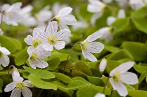 Greenwich Prints: Wood Sorrel (Oxalis acetosella) flowering clump, growing in ancient deciduous woodland