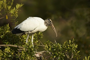 Florida Prints: Wood Stork (Mycteria americana) adult