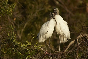 Displays Prints: Wood Stork (Mycteria americana) adult pair