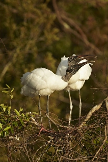 Wood Stork (Mycteria americana) adult pair, bonding behaviour at nestsite in mangrove treetops, Florida, U. S. A