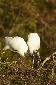 Wood Stork (Mycteria americana) adult pair, bonding behaviour at nestsite in mangrove treetops, Florida, U. S. A