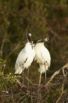 Wood Stork (Mycteria americana) adult pair, mutual preening, bonding behaviour at nestsite in mangrove treetops