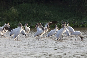 Mato Grosso Prints: Wood Stork (Mycteria americana) juveniles