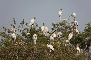 Wood Stork (Mycteria americana) juveniles, flock standing in tree, Pantanal, Mato Grosso, Brazil