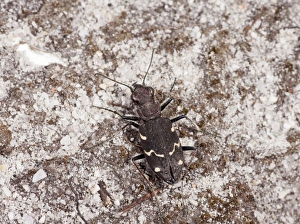 Heathland Prints: Wood Tiger Beetle (Cicindela sylvatica) adult, on sandy heathland, Dorset, England, May