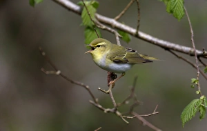 Wood Warbler (Phylloscopus sibilatrix) adult, singing, perched on twig, Warwickshire, England, April