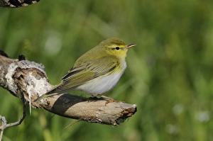 Wood Warbler (Phylloscopus sibilatrix) adult, summer plumage, perched on branch, Lemnos, Greece, April