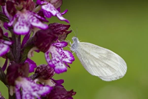 Wood White (Leptidea sinapis) adult, resting on Lady Orchid (Orchis purpurea) flower, Causse de Gramat, Massif Central