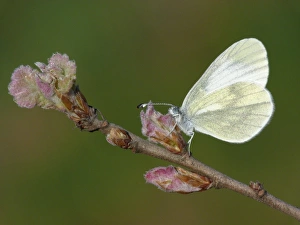 Buds Prints: Wood White (Leptidea sinapis) adult