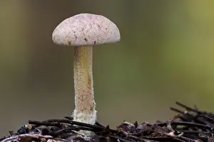 Body Prints: Wood Woolly-foot (Gymnopus peronatus) fruiting body