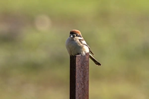 Lanius Prints: Woodchat Shrike female - Extremadura Spain