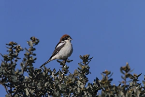 Woodchat Shrike female - Extremadura Spain