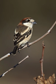 Shrikes Prints: Woodchat Shrike (Lanius senator) adult female