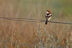 Wire Prints: Woodchat Shrike (Lanius senator) adult male