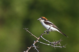 Woodchat Shrike (Lanius senator) adult male, perched on twig, Bulgaria, June