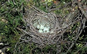 Shrikes Prints: Woodchat Shrike (Lanius senator) four eggs in nest