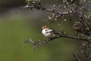 Lanius Prints: Woodchat Shrike young female - Extremadura Spain