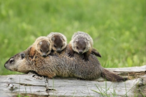 Cute Prints: Woodchuck (Marmota monax) adult, carrying three young on back, Minnesota, U. S. A