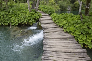 Boardwalks Prints: Wooden boardwalk at edge of lake, Plitvice Lakes N. P. Croatia, July