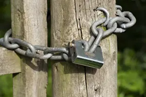 Fence Prints: Wooden gate with heavy duty padlock and chain for security on farm, England, May